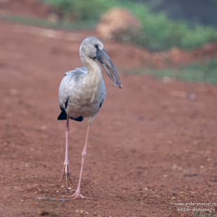 Silberklaffschnabel Asian Openbill