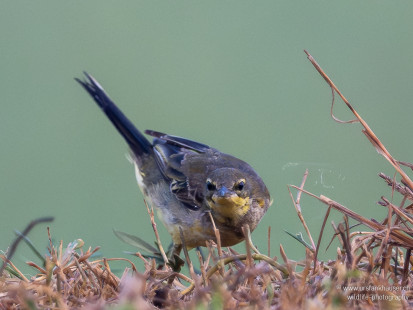 Schafstelze Western Yellow Wagtail