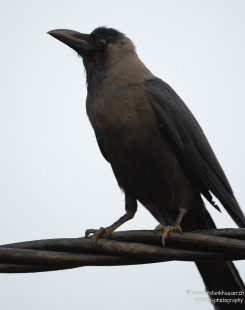 Glanzkrähe House Crow