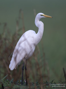 Asienmittelreiher Medium Egret