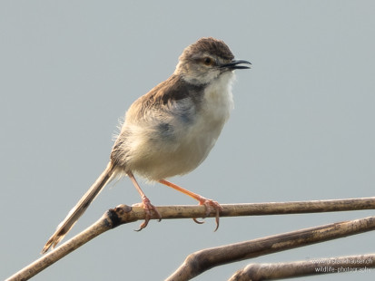 Schlichtprinie Plain Prinia