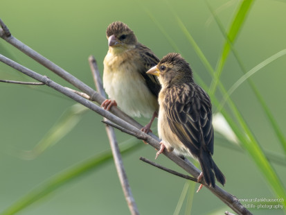Bayaweber Baya Weaver