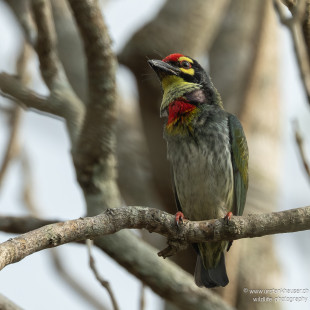 Kupferschmied-Bartvogel Coppersmith Barbet