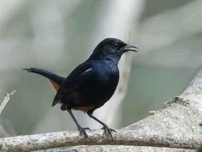 Strauchschmätzer Indian Robin