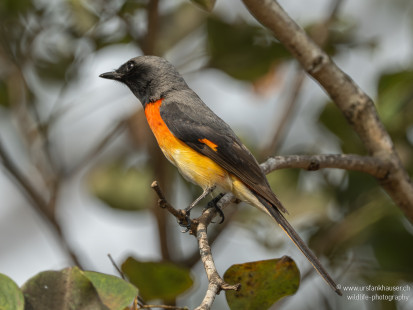 Zwergmennigvogel Small Minivet