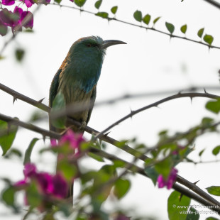 Blaubartspint Blue-bearded Bee-eater