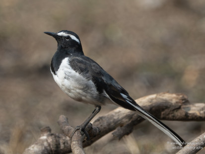 Weißbrauenstelze White-browed Wagtail