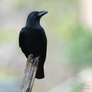 Dickschnabelkrähe Large-billed Crow