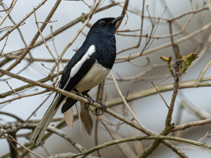 Dajalschama Oriental Magpie-Robin