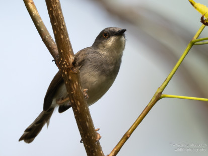 Graubrustprinie Gray-breasted Prinia