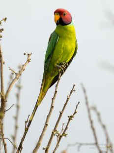 Pflaumenkopfsittich Plum-headed Parakeet