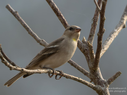 Gelbkehlsperling Yellow-throated Sparrow