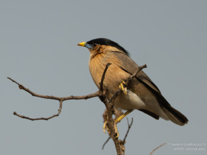 Pagodenstar Brahminy Starling
