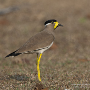 Gelblappenkiebitz Yellow-wattled Lapwing