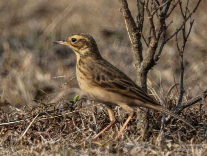 Orientspornpieper Paddyfield Pipit
