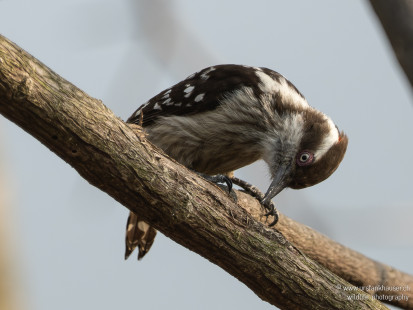 Indienspecht Brown-capped Pygmy Woodpecker