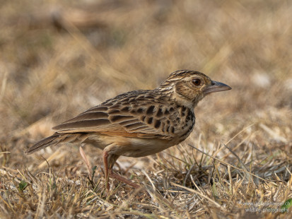 Jerdonlerche Jerdon's Bushlark