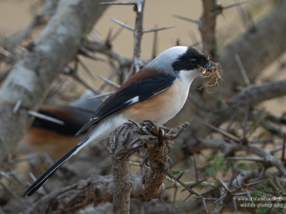 Rotschulterwürger Bay-backed Shrike
