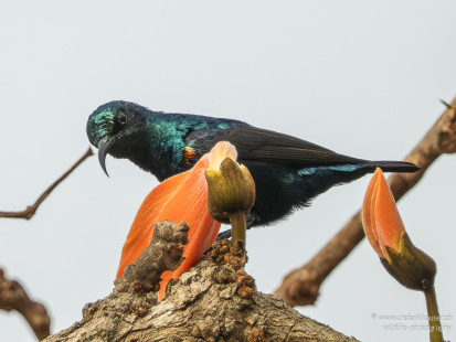 Purpurnektarvogel Purple Sunbird