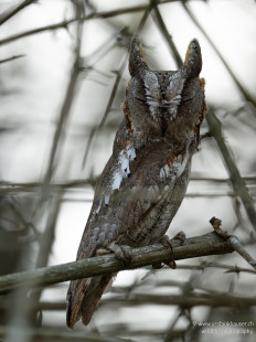 Orient-Zwergohreule Oriental Scops-Owl