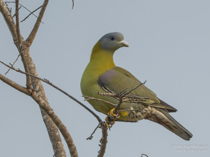 Orangegrüntaube Yellow-footed Green-Pigeon