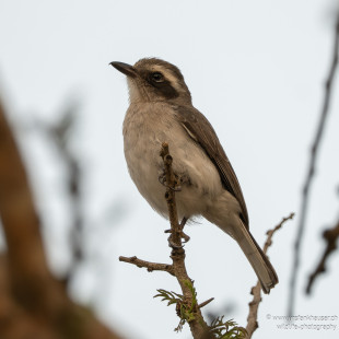 Indienvanga Common Woodshrike