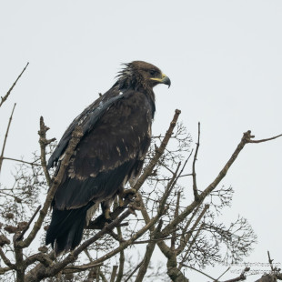 Gangesadler Indian Spotted Eagle