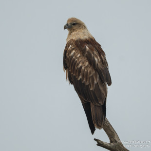 Brahmanenmilan Brahminy Kite