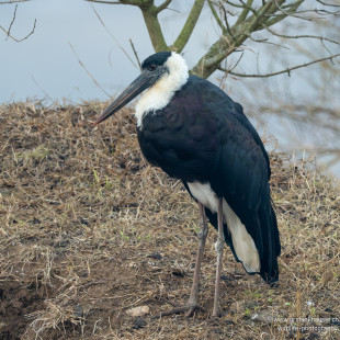 Asien-Wollhalsstorch Asian Woolly-necked Stork