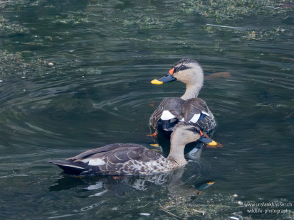 Indien-Fleckschnabelente Indian Spot-billed Duck