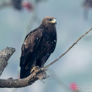 Schelladler Greater Spotted Eagle