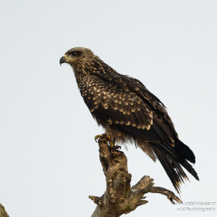 Schwarzmilan Black Kite