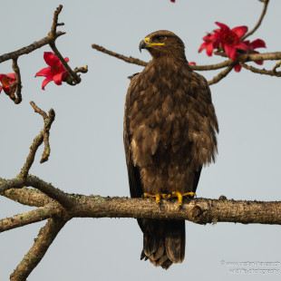 Steppenadler Steppe Eagle