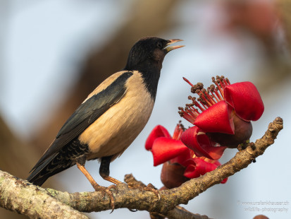 Rosenstar Rosy Starling
