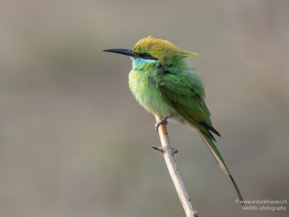 Bronzescheitel-Smaragdspint Asian Green Bee-eater