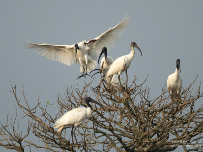 Schwarzkopfibis Black-headed Ibis