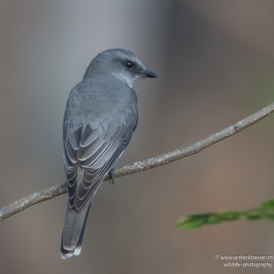 Maskenraupenfänger Indian Cuckooshrike
