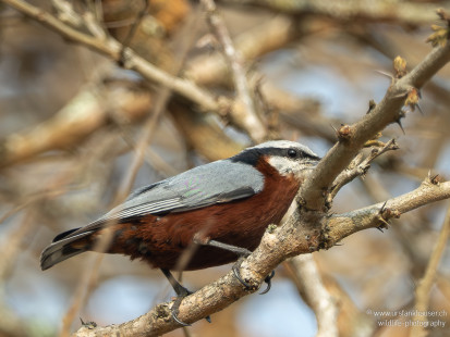 Kastanienkleiber Indian Nuthatch
