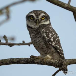 Brahmakauz Spotted Owlet
