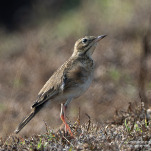 Orientspornpieper Paddyfield Pipit