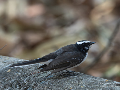 Weissstirn-Fächerschwanz White-browed Fantail