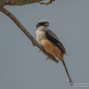 Schachwürger Long-tailed Shrike