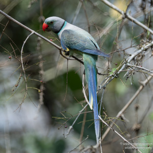 Taubensittich Malabar Parakeet