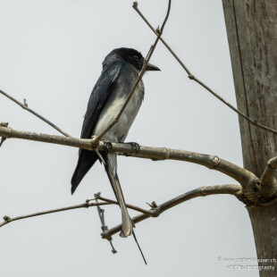 Graubrustdrongo White-bellied Drongo