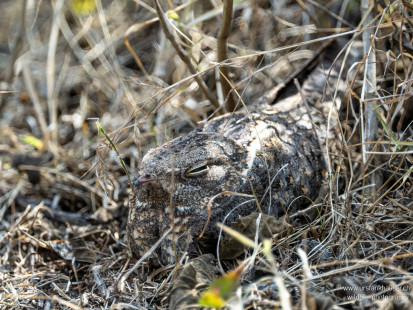 Savannennachtschwalbe Savanna Nightjar