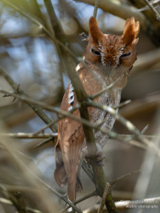 Orient-Zwergohreule Oriental Scops-Owl