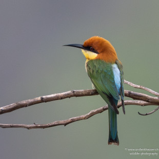 Braunkopfspint Chestnut-headed Bee-eater