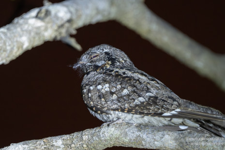 Dschungelnachtschwalbe Jungle Nightjar
