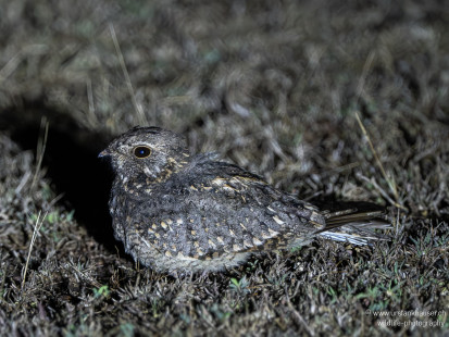 Savannennachtschwalbe Savanna Nightjar