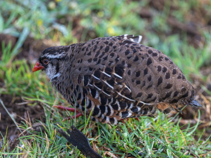 Buntwachtel Painted Bush-Quail